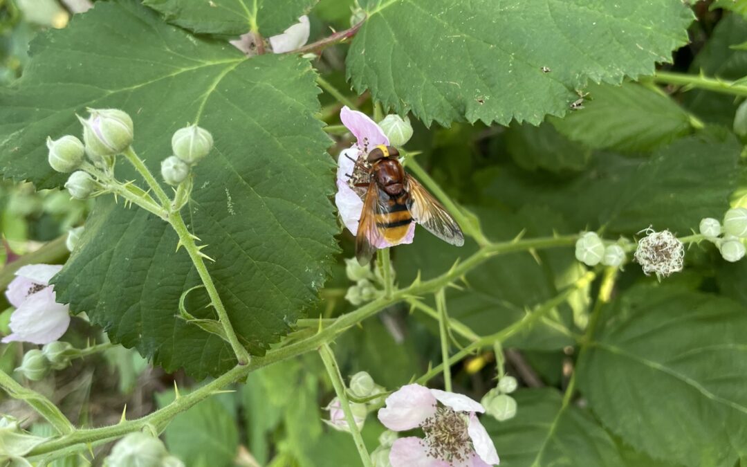 Maak van je tuin een oase voor bijen